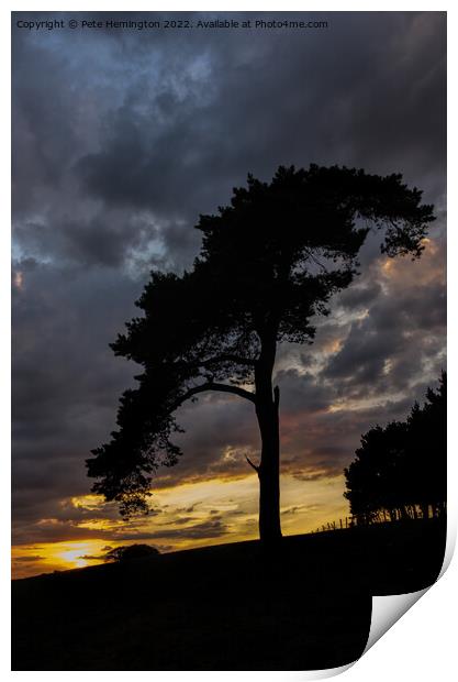 Tree on Raddon Top Print by Pete Hemington