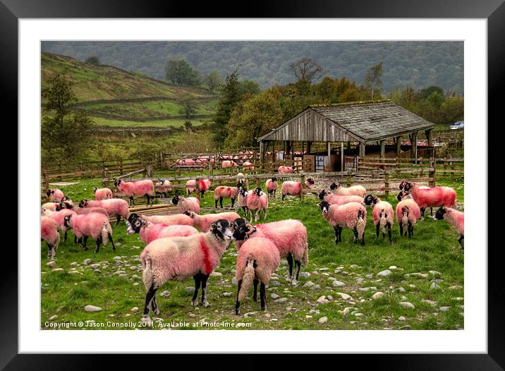 The Candy Floss Sheep Framed Mounted Print by Jason Connolly
