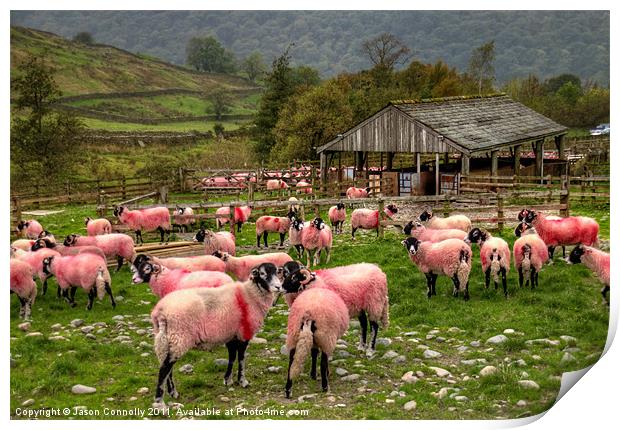 The Candy Floss Sheep Print by Jason Connolly