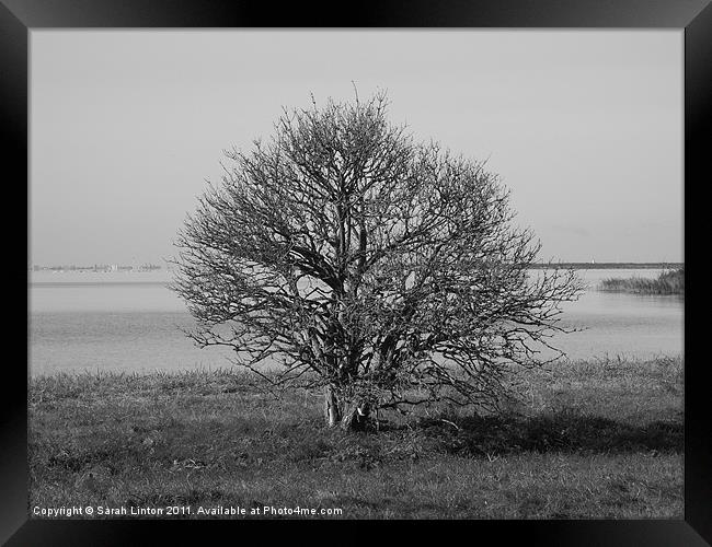 Black and White Tree Framed Print by Sarah Osterman