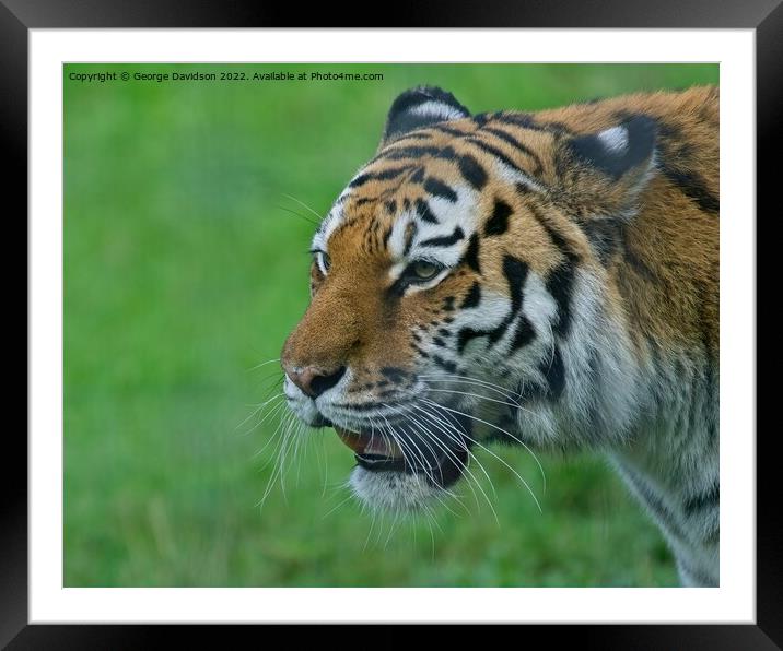 Majestic Big Cats at the Zoo Framed Mounted Print by George Davidson