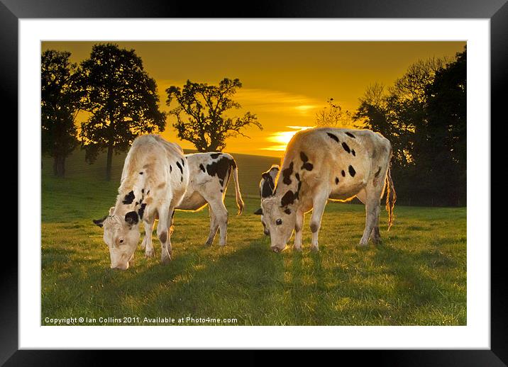 Grazing in the Golden Light Framed Mounted Print by Ian Collins