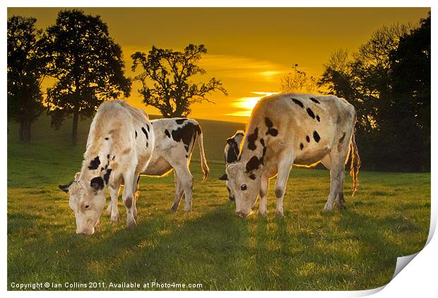Grazing in the Golden Light Print by Ian Collins