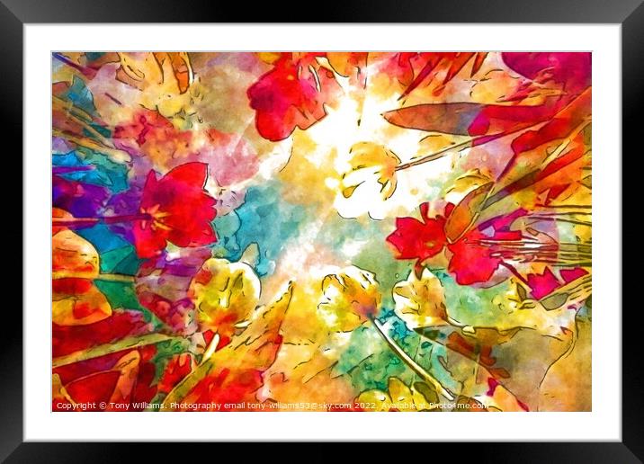 Flowers abstract  Framed Mounted Print by Tony Williams. Photography email tony-williams53@sky.com