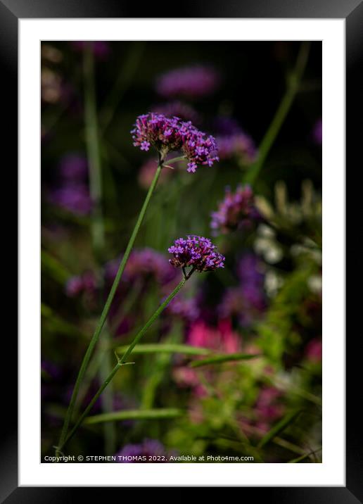 Purpletop Vervain Framed Mounted Print by STEPHEN THOMAS