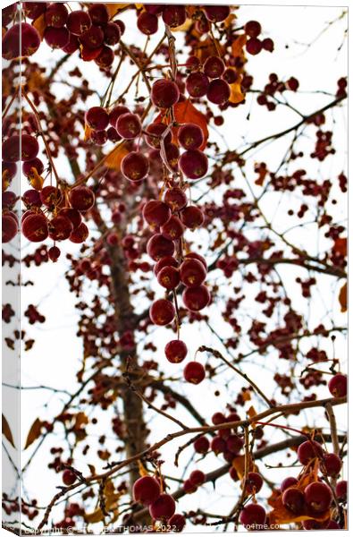 Ornamental Crabapples Hanging Down Canvas Print by STEPHEN THOMAS