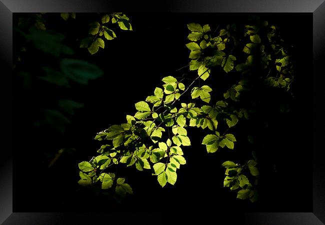 Plant leaves Framed Print by Simon Johnson