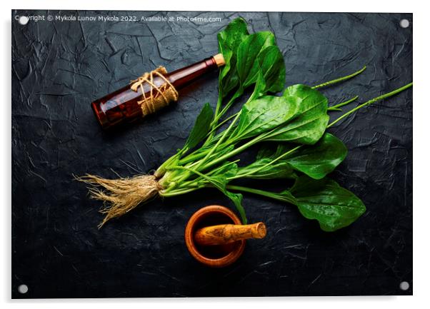 Plantain in herbal medicine Acrylic by Mykola Lunov Mykola
