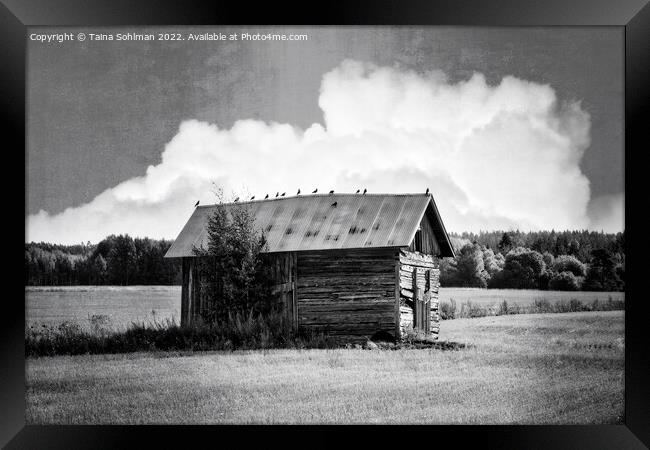 Small Rural Barn with Birds Black and White Framed Print by Taina Sohlman