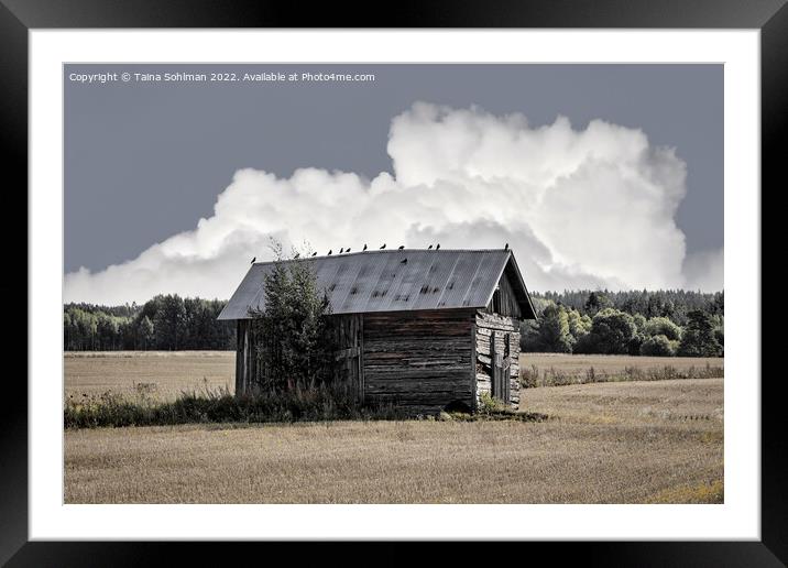 Small Rural Barn with Birds on the Roof Framed Mounted Print by Taina Sohlman