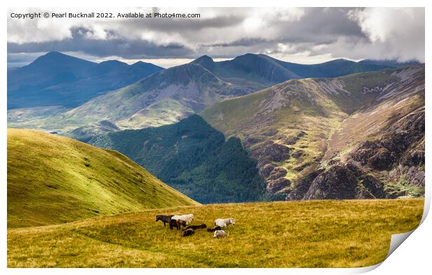 Wild Ponies in a Mountain Landscape on Moel Eilio  Print by Pearl Bucknall