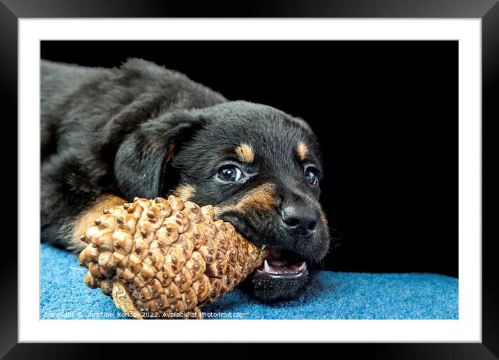 Rottweiler Puppy Chewing On A Pinecone Framed Mounted Print by Christine Kerioak