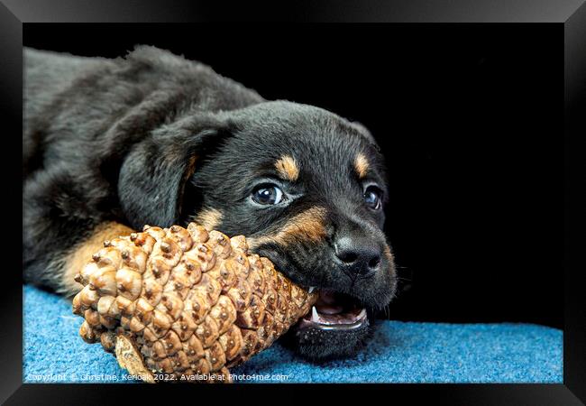 Rottweiler Puppy Chewing On A Pinecone Framed Print by Christine Kerioak