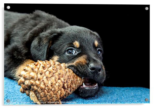 Rottweiler Puppy Chewing On A Pinecone Acrylic by Christine Kerioak