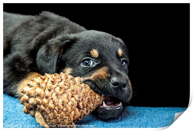 Rottweiler Puppy Chewing On A Pinecone Print by Christine Kerioak