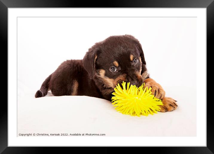 Rottweiler Puppy Playing with Yellow Toy Framed Mounted Print by Christine Kerioak