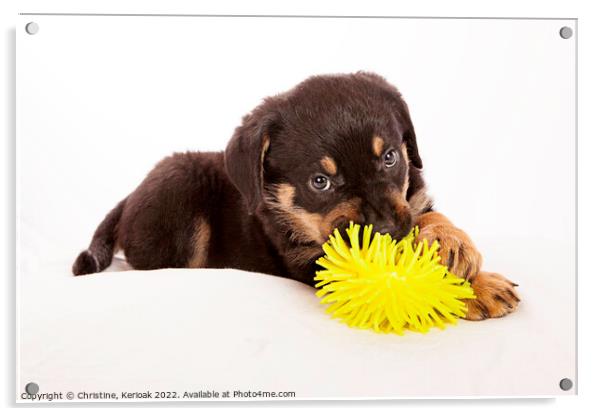 Rottweiler Puppy Playing with Yellow Toy Acrylic by Christine Kerioak