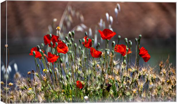 Wild poppies of Andalusia. Canvas Print by Chris North