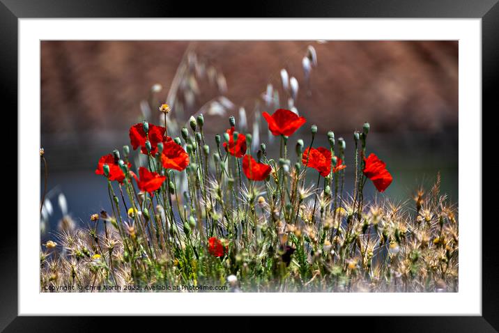 Wild poppies of Andalusia. Framed Mounted Print by Chris North