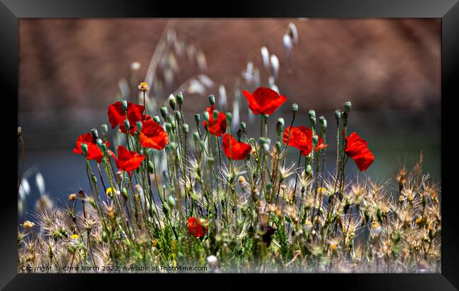 Wild poppies of Andalusia. Framed Print by Chris North