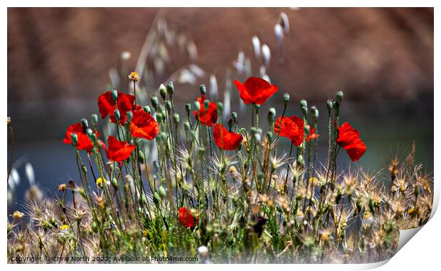 Wild poppies of Andalusia. Print by Chris North