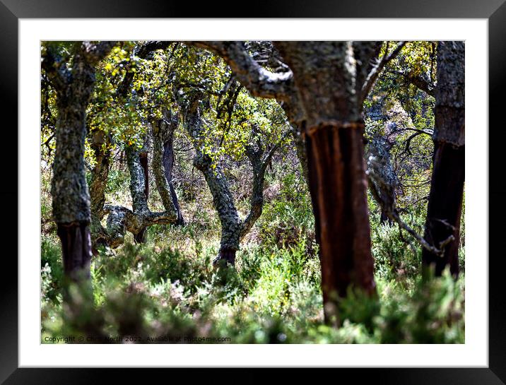 Ancient Cork tree Oak Forest, Grazalema Spain. Framed Mounted Print by Chris North