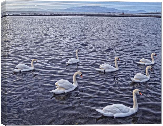 Swans at Saltcoats Canvas Print by Allan Durward Photography