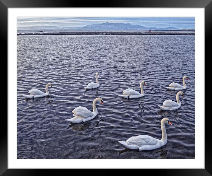 Swans at Saltcoats Framed Mounted Print by Allan Durward Photography