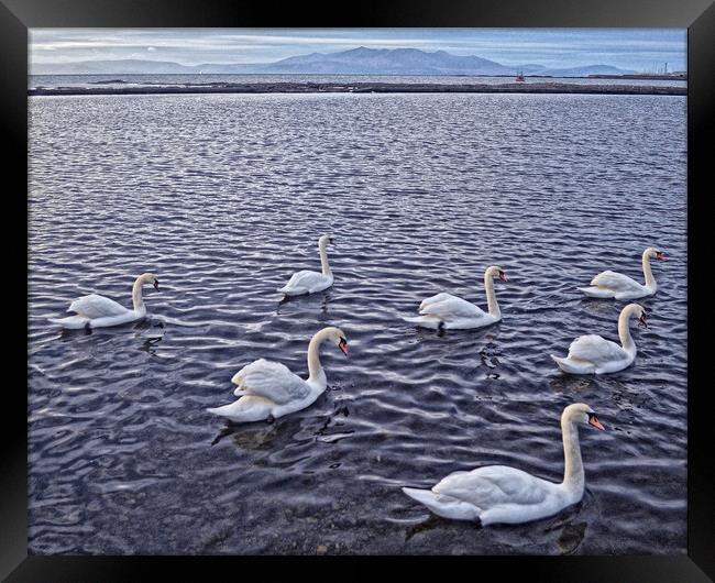 Swans at Saltcoats Framed Print by Allan Durward Photography