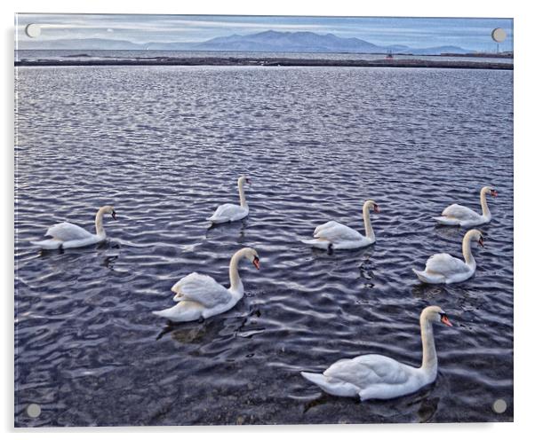 Swans at Saltcoats Acrylic by Allan Durward Photography