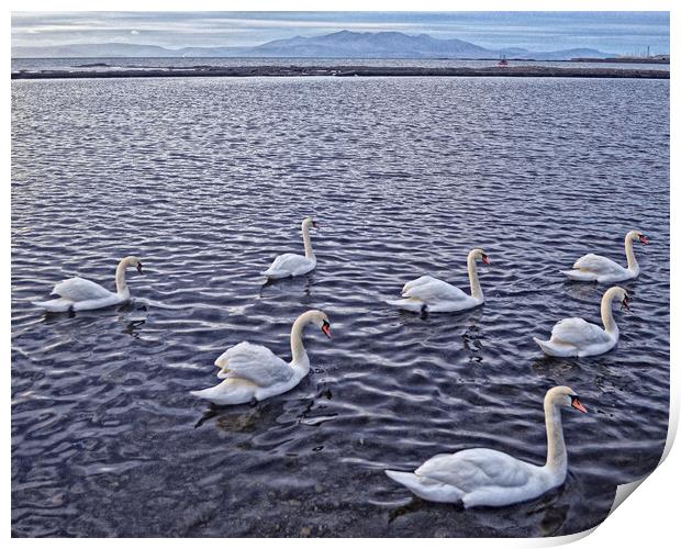 Swans at Saltcoats Print by Allan Durward Photography