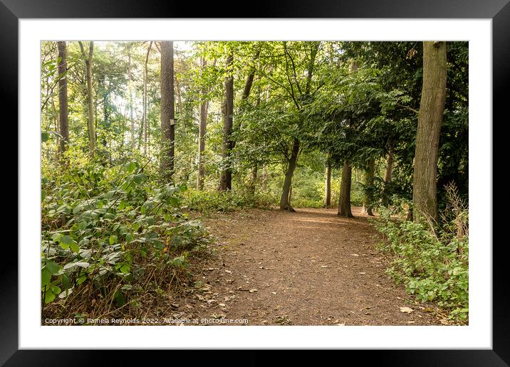 Apley Woods Walk Framed Mounted Print by Pamela Reynolds