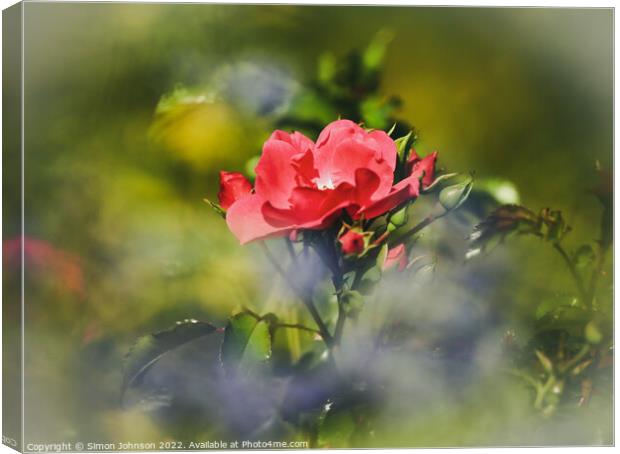 Red Rose Canvas Print by Simon Johnson