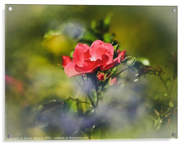 Red Rose Acrylic by Simon Johnson