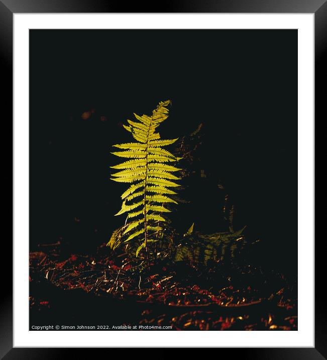 sunlit fern Framed Mounted Print by Simon Johnson