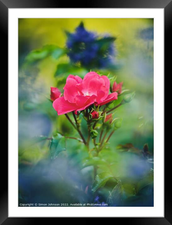 Rose flower Framed Mounted Print by Simon Johnson