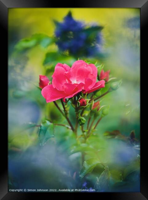 Rose flower Framed Print by Simon Johnson