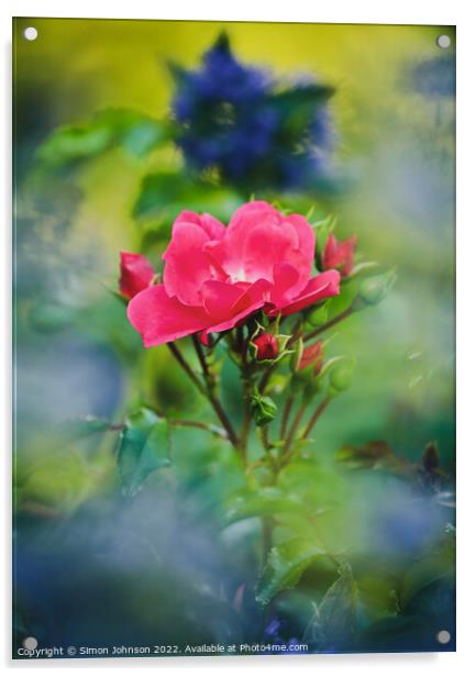 Rose flower Acrylic by Simon Johnson