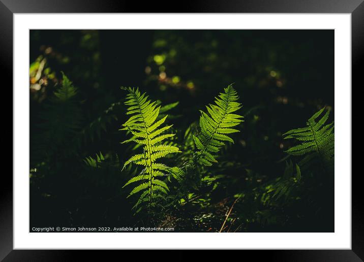 luminous ferns Framed Mounted Print by Simon Johnson