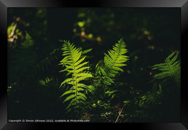 luminous ferns Framed Print by Simon Johnson