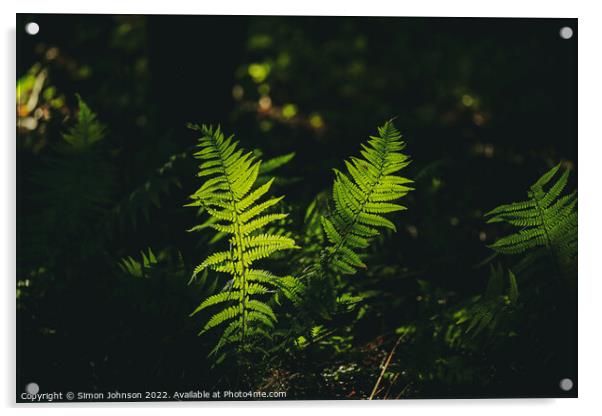 luminous ferns Acrylic by Simon Johnson