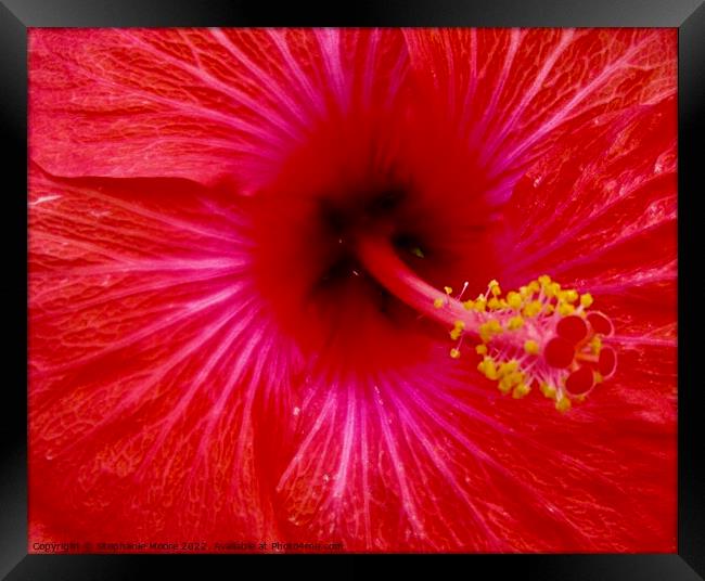 Red Hibiscus Framed Print by Stephanie Moore