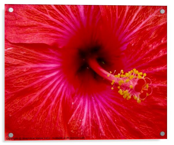 Red Hibiscus Acrylic by Stephanie Moore