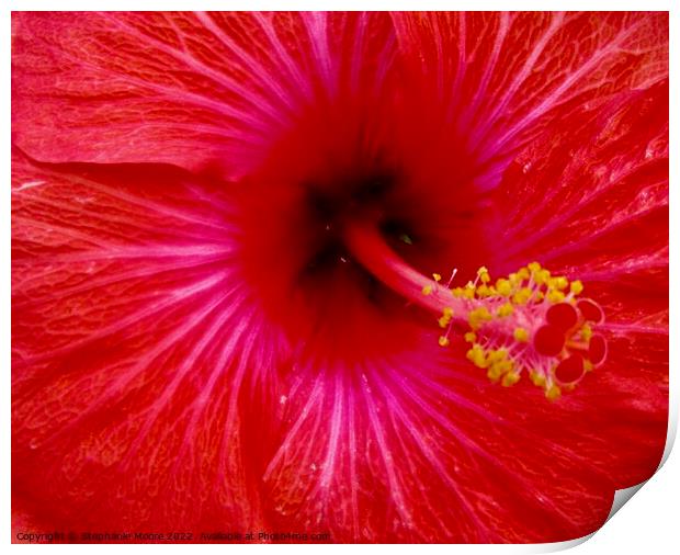 Red Hibiscus Print by Stephanie Moore