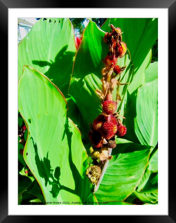 Remains of Calla Lilies Framed Mounted Print by Stephanie Moore