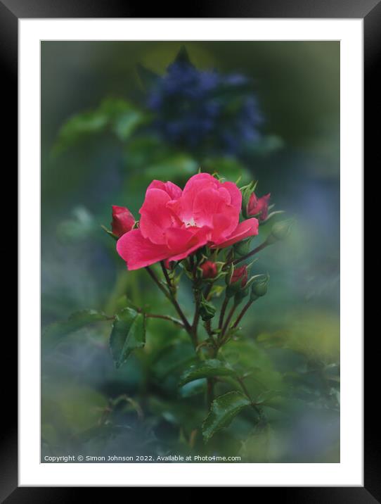 Rose flower Framed Mounted Print by Simon Johnson