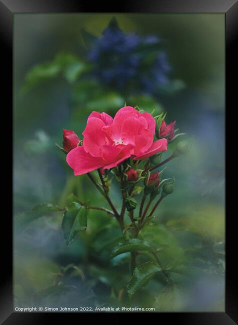Rose flower Framed Print by Simon Johnson