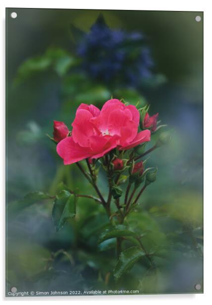 Rose flower Acrylic by Simon Johnson