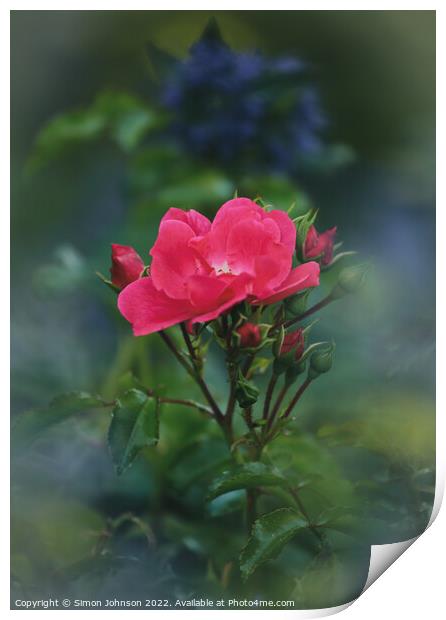 Rose flower Print by Simon Johnson