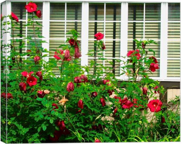 Window with red flowers Canvas Print by Stephanie Moore